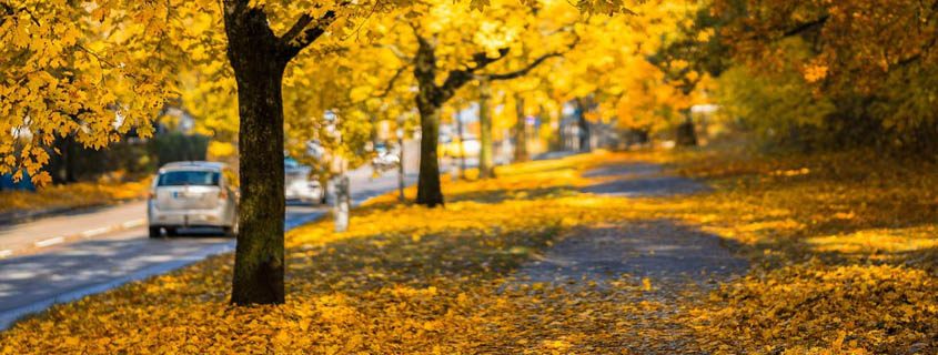 5 consejos para poner tu vehículo a punto para el otoño